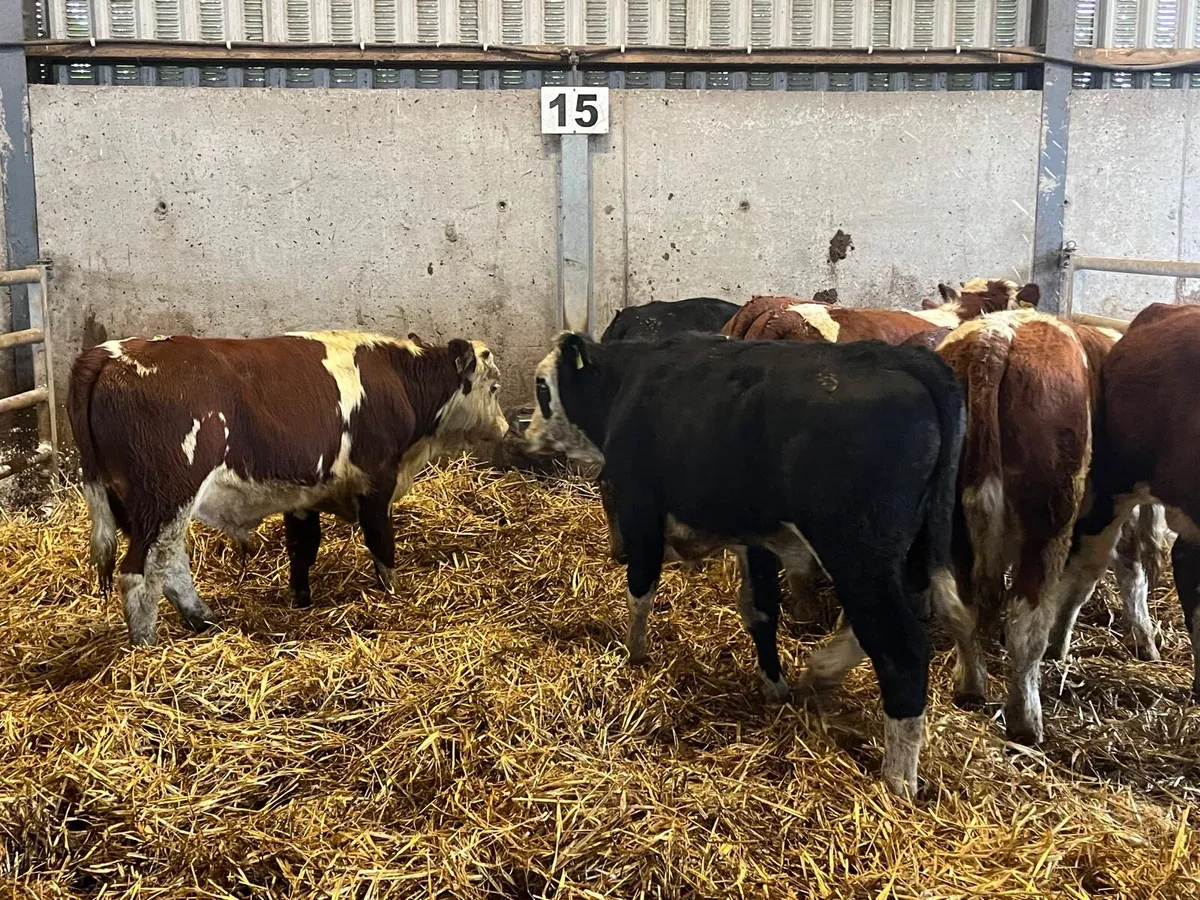 9 super suckler bred  Hereford bulls - Image 4