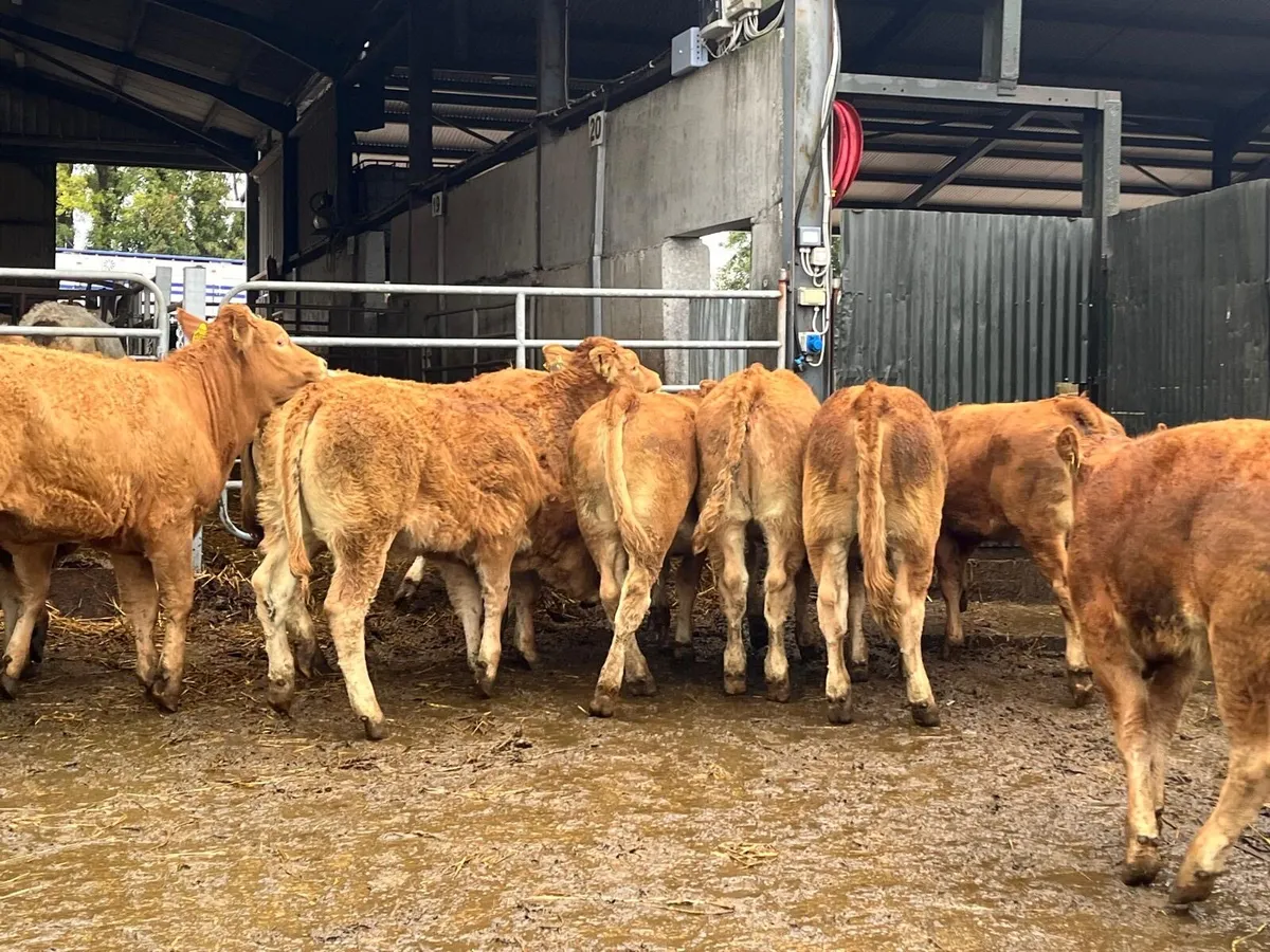 12 u grade 320 kg red limosin heifers - Image 1