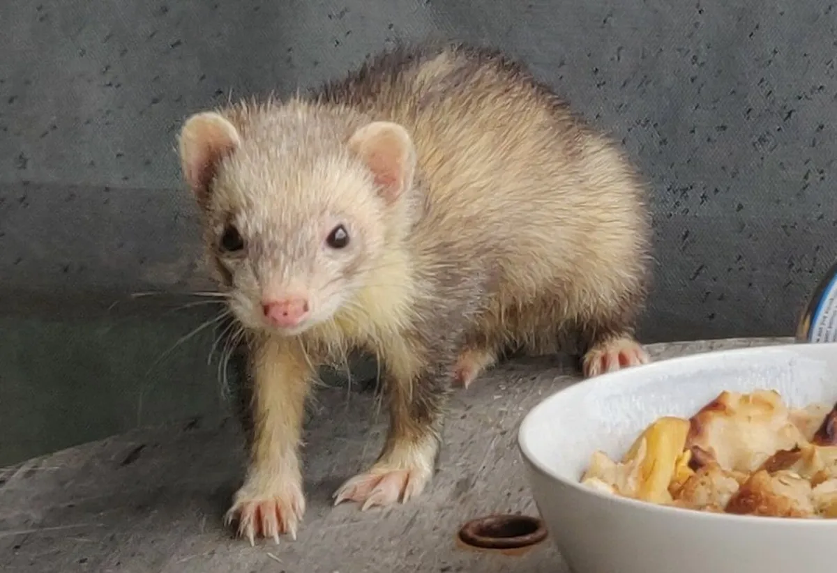 Ferrets - Image 1