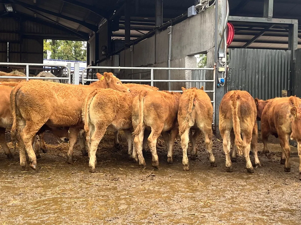 12 u grade 320 kg red limosin heifers - Image 2