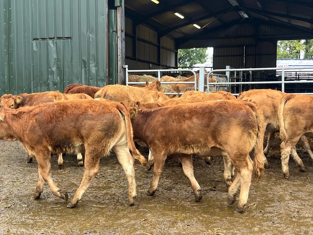 12 u grade 320 kg red limosin heifers - Image 3