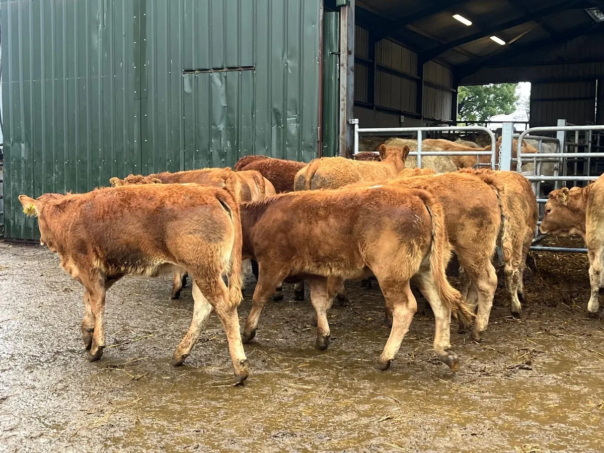 12 u grade 320 kg red limosin heifers - Image 4