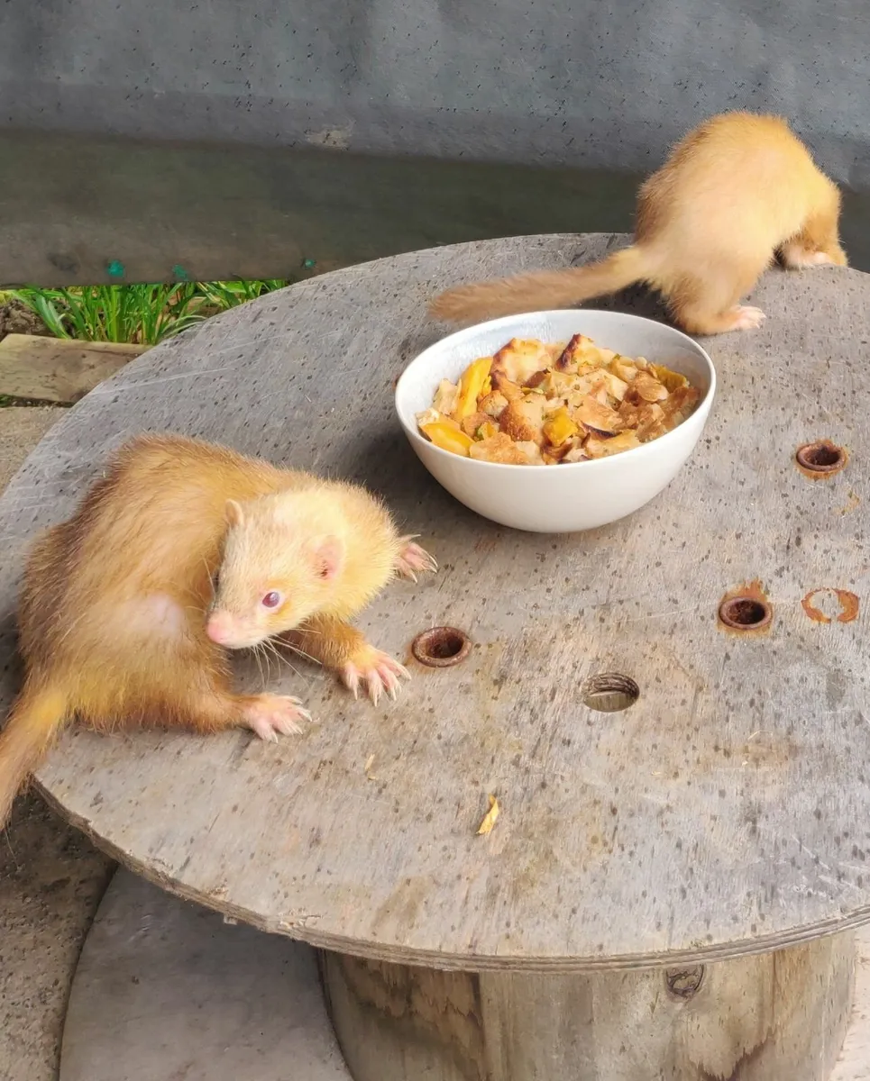 Ferrets - Image 2