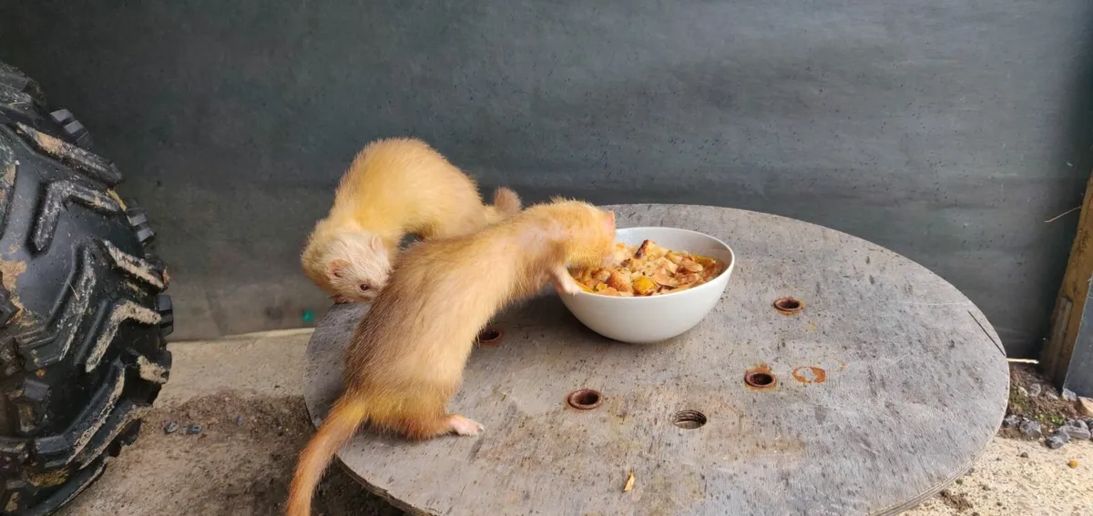 Ferrets - Image 3