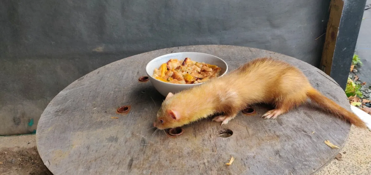 Ferrets - Image 4