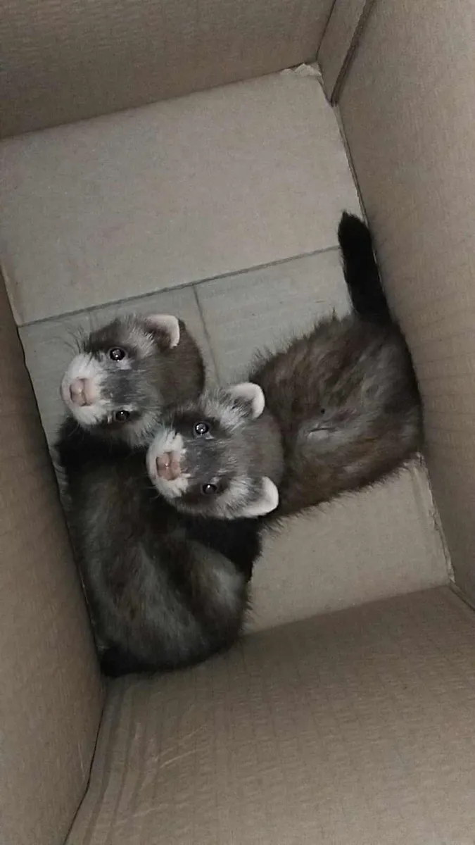 Ferrets - Image 1