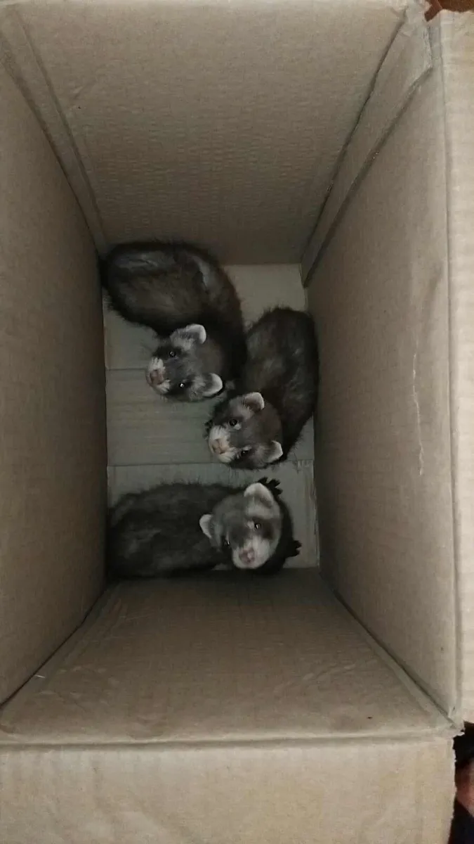 Ferrets - Image 2