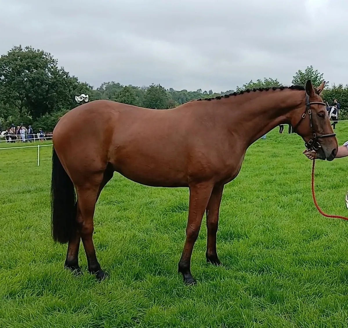 3 year old show horse - Image 1
