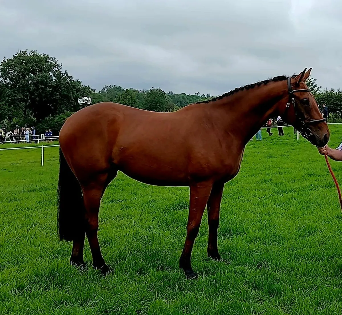 3 year old show horse - Image 3