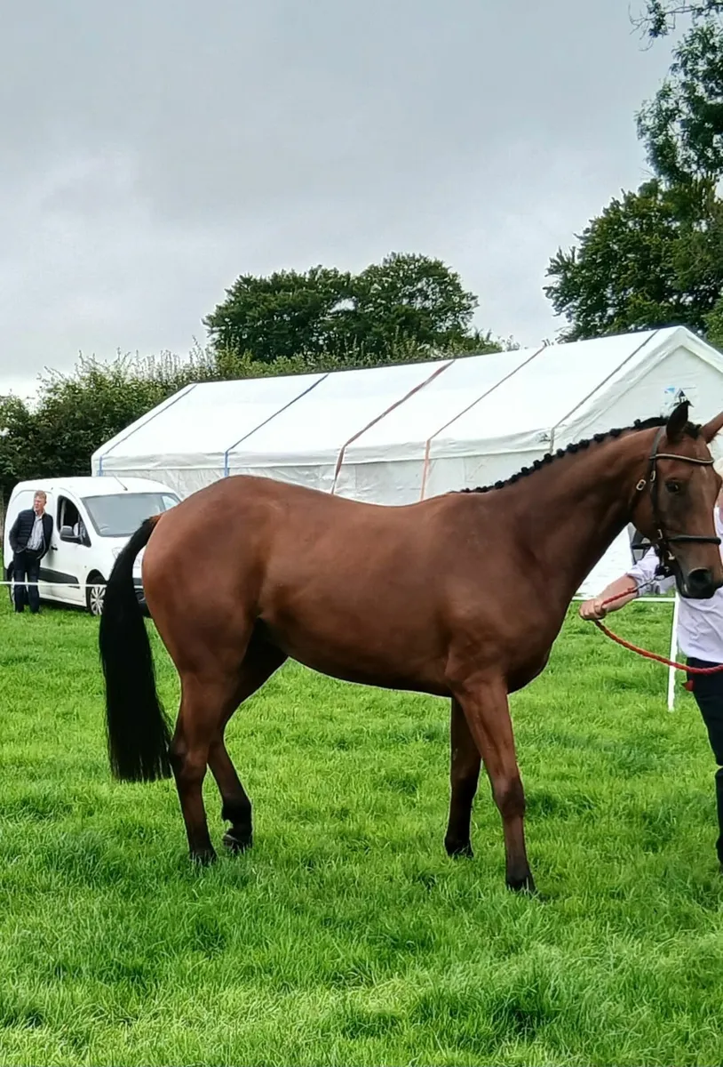 3 year old show horse - Image 4
