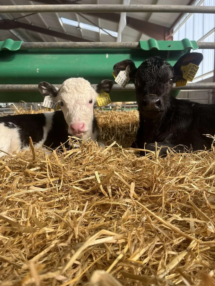 Relief milker, general farm work.
