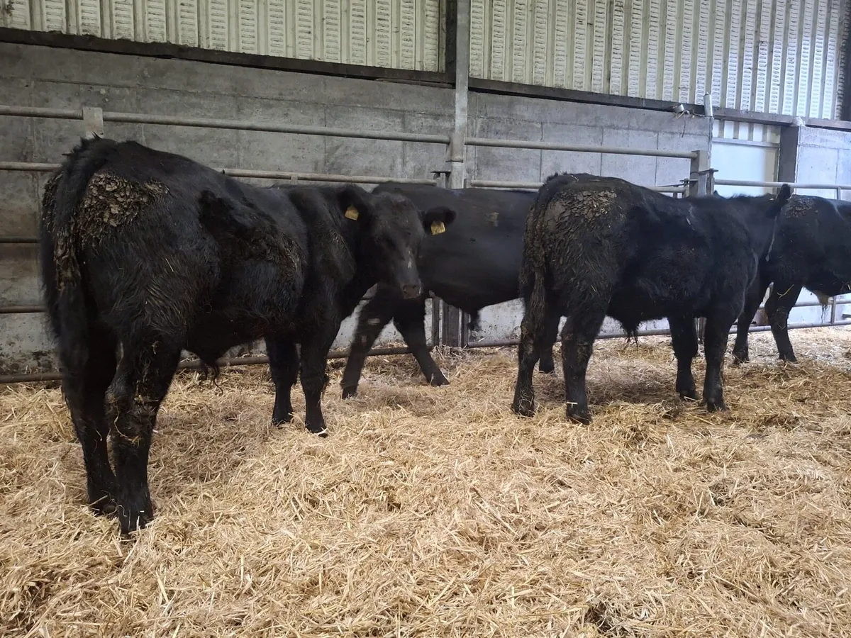 Aberdeen Angus bullocks suckler bred - Image 1