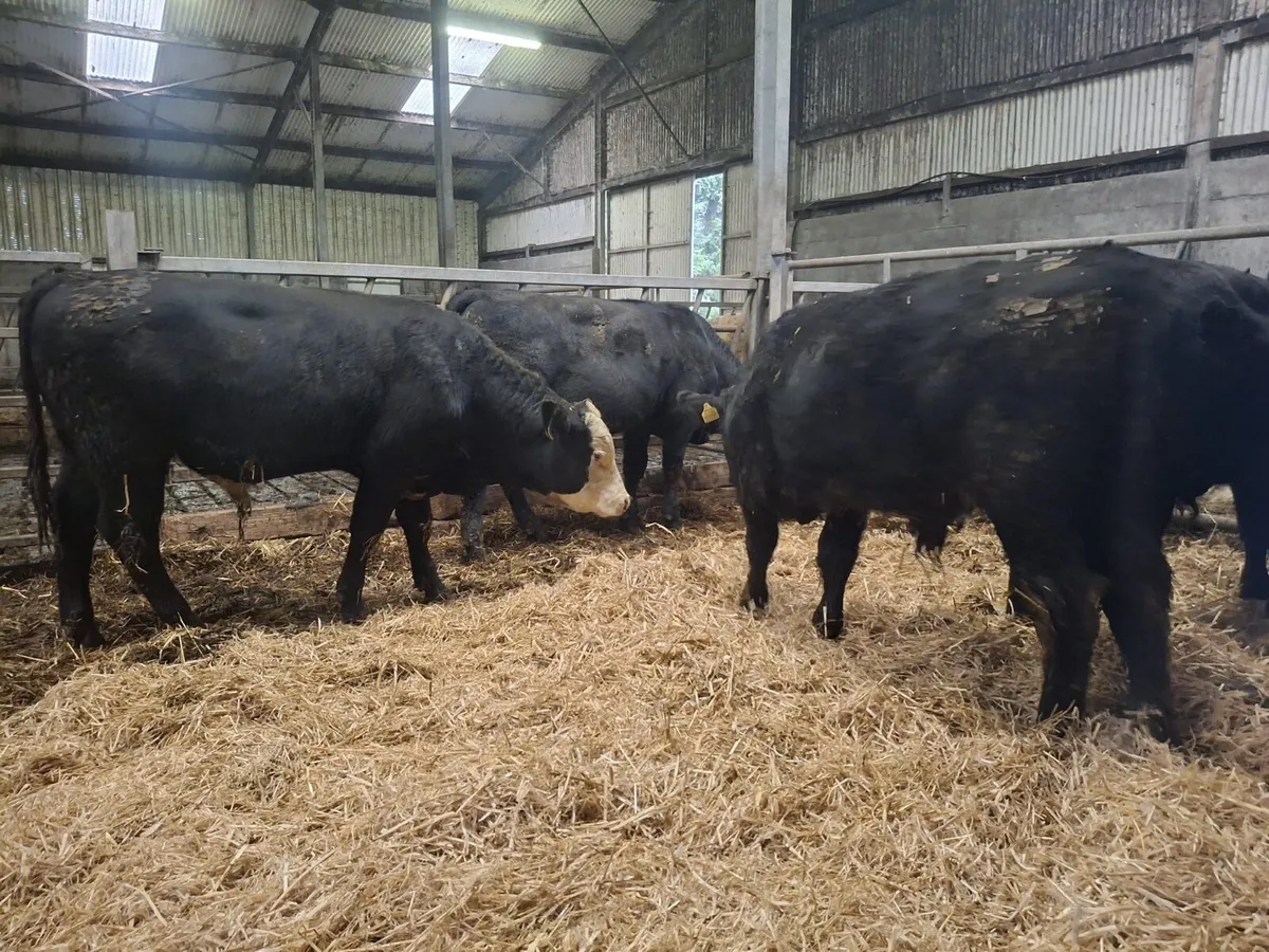 Aberdeen Angus bullocks suckler bred - Image 2