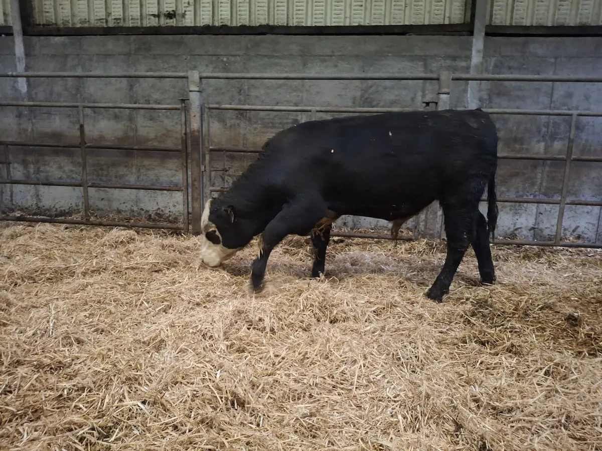 Aberdeen Angus bullocks suckler bred - Image 3