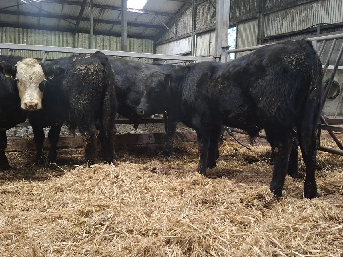 Aberdeen Angus bullocks suckler bred - Image 4