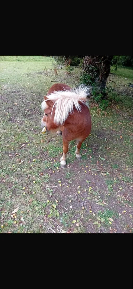 Shetland mare - Image 1