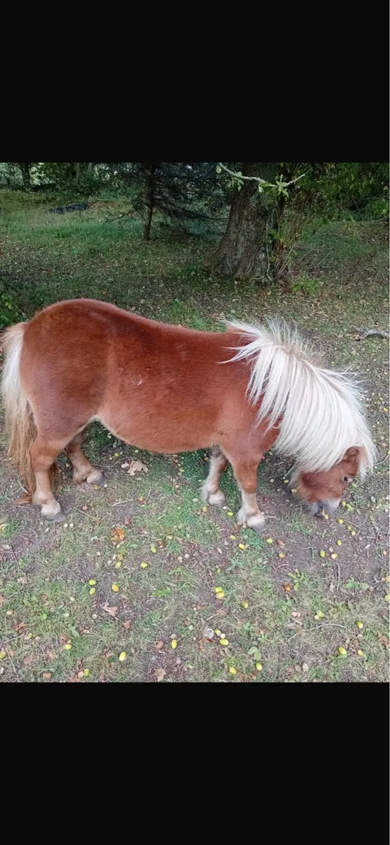 Shetland mare - Image 2