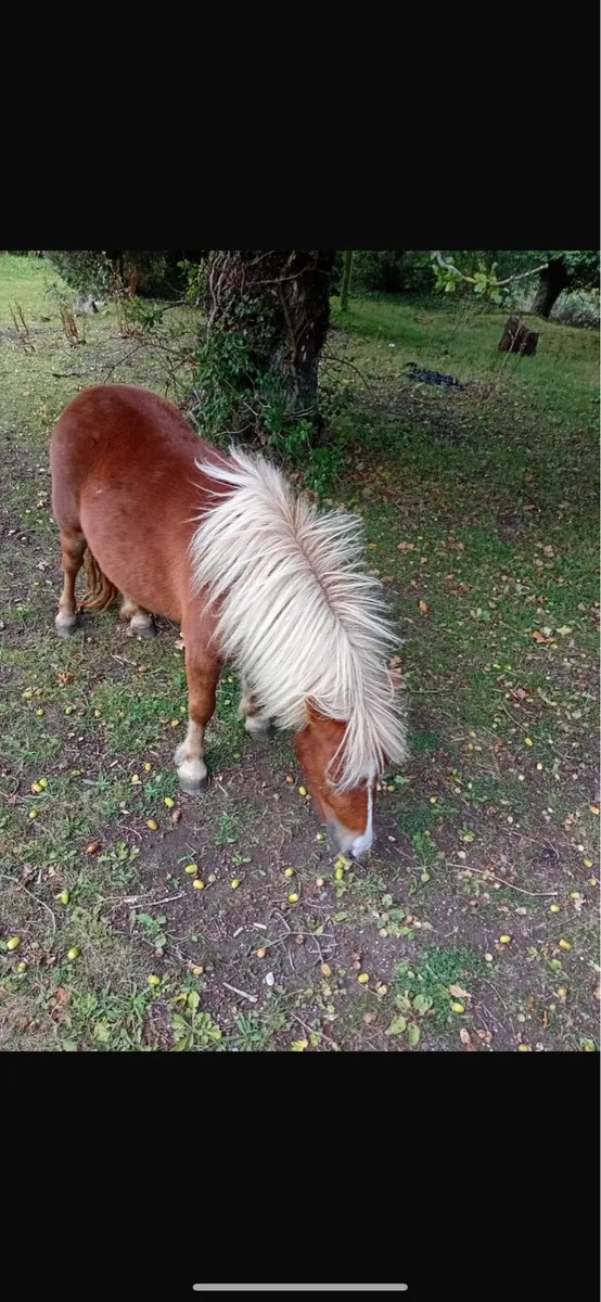 Shetland mare - Image 3