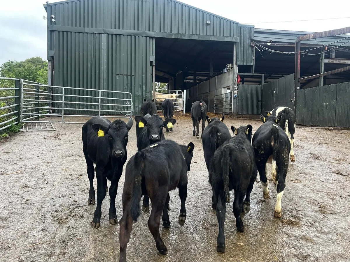 12 super Angus and Hereford weanling heifers - Image 1