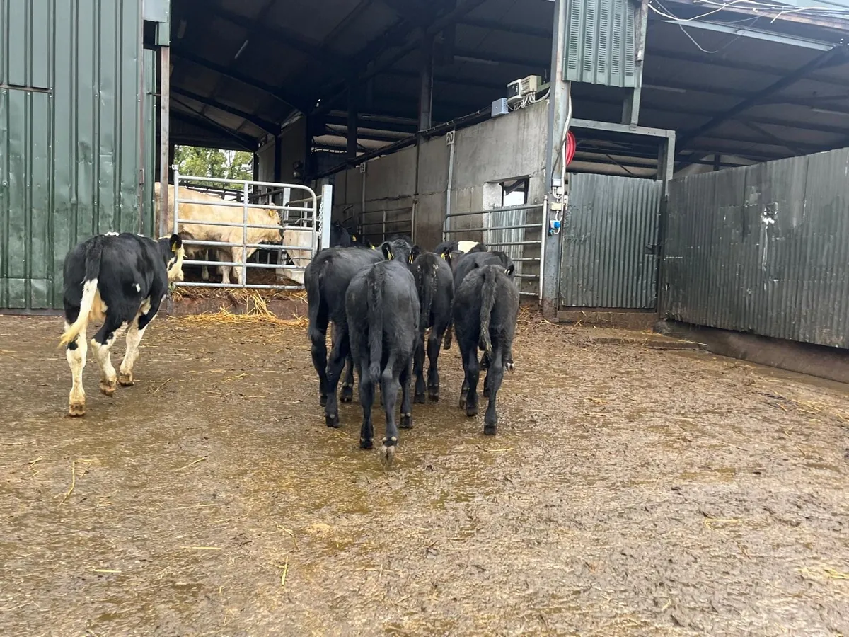 12 super Angus and Hereford weanling heifers - Image 2