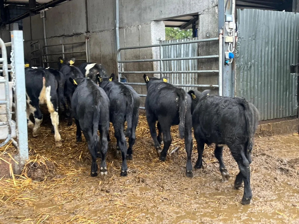 12 super Angus and Hereford weanling heifers - Image 3