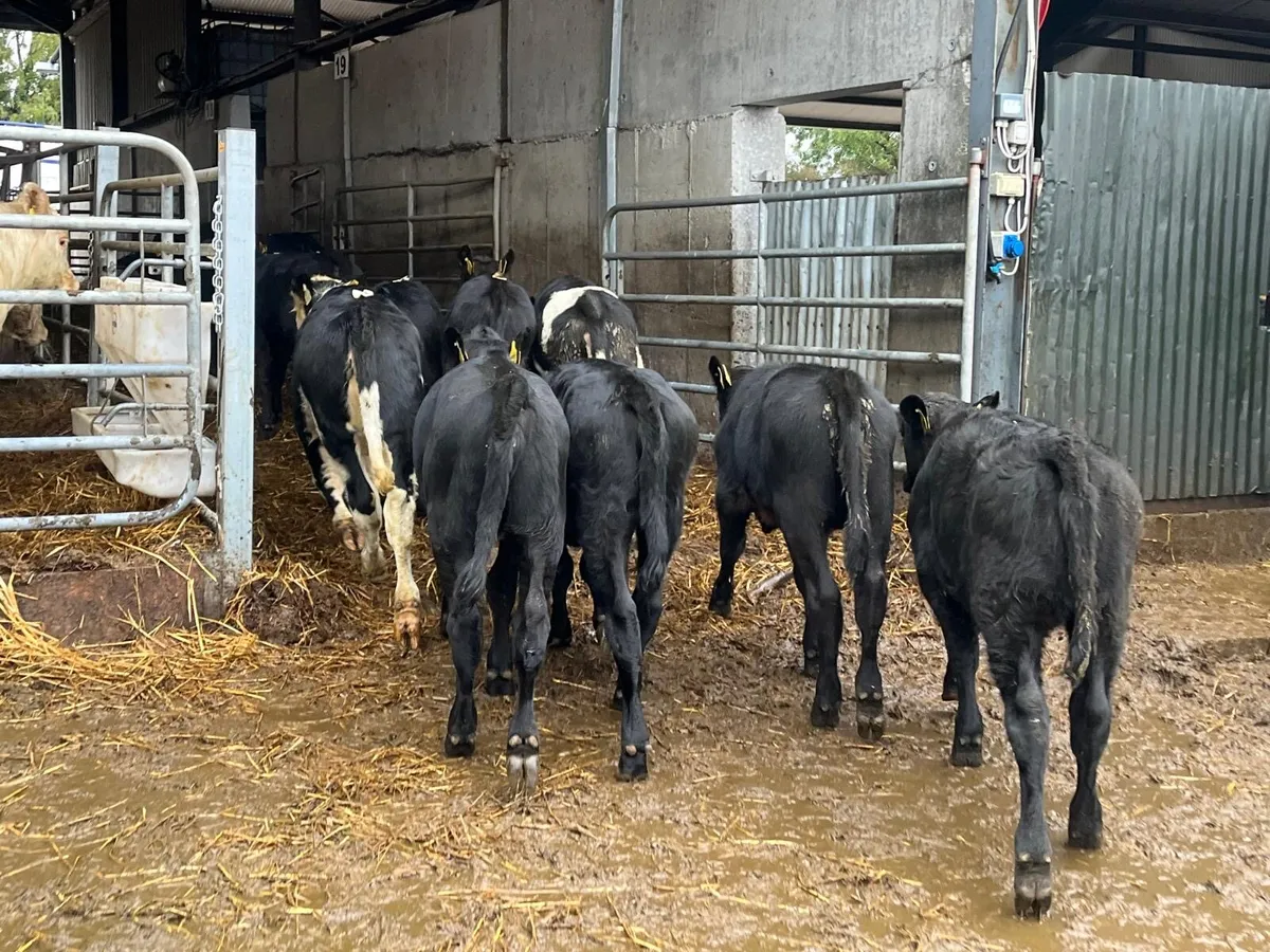 12 super Angus and Hereford weanling heifers - Image 4