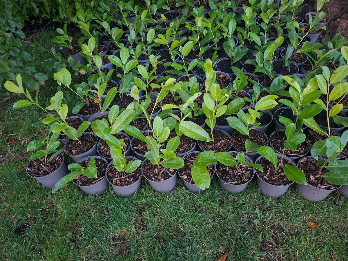 Laurel - Image 1