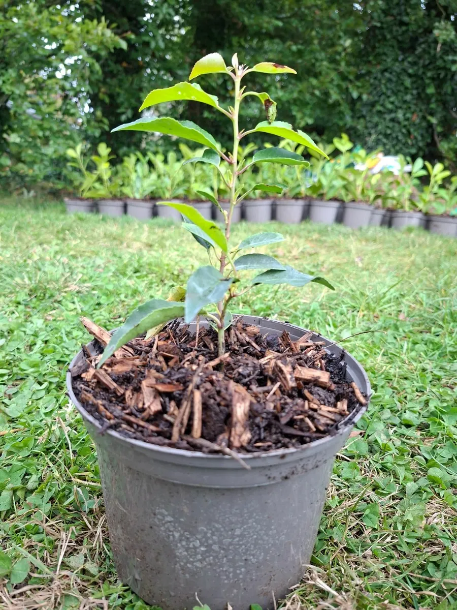 Laurel - Image 3