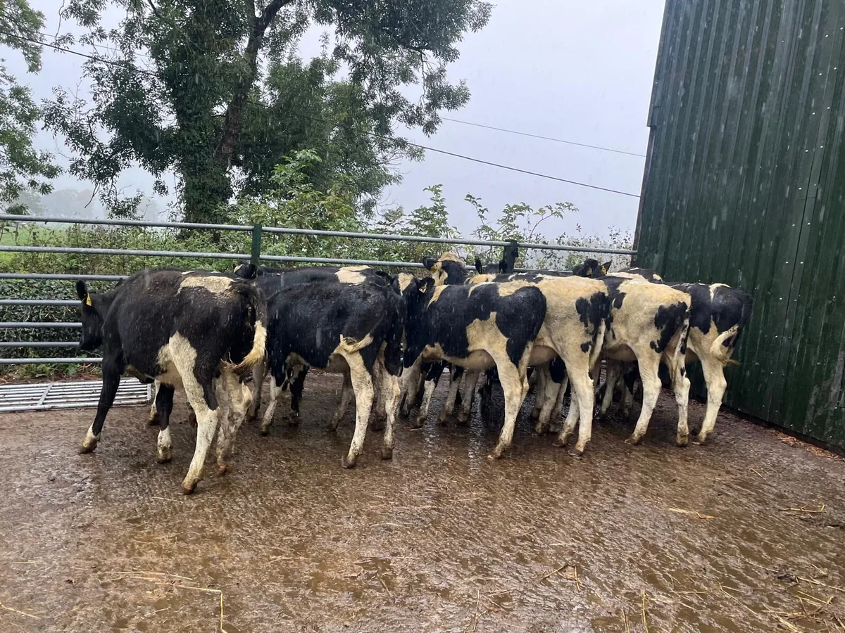 15 February born  high ebi Frisian heifers - Image 1