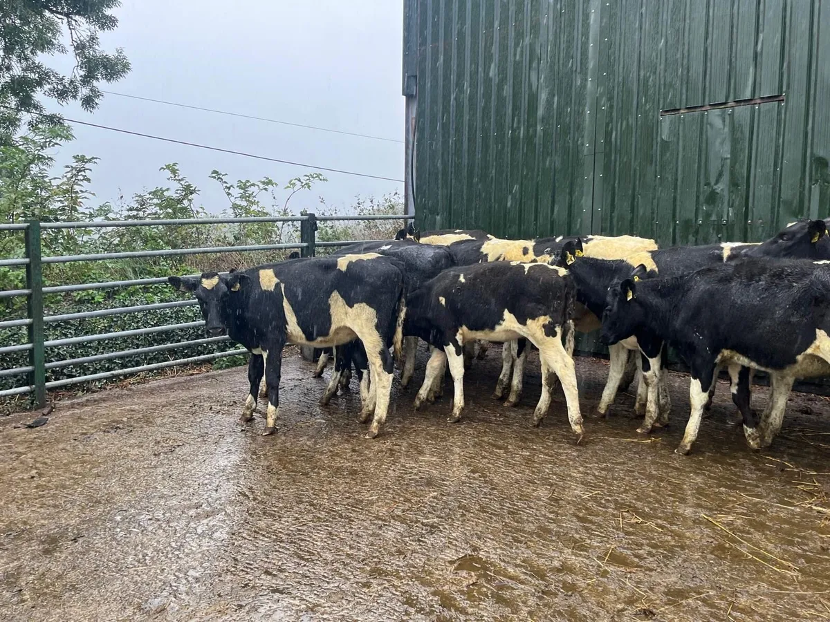 15 February born  high ebi Frisian heifers - Image 2