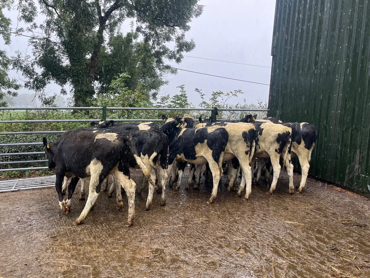 15 February born  high ebi Frisian heifers - Image 4