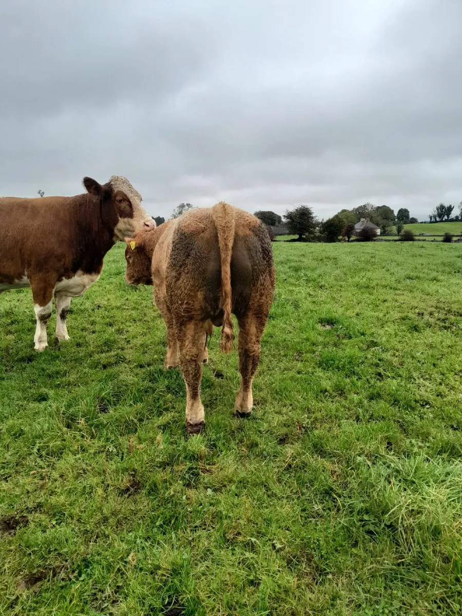 Top Quality Charolais Bull Weanling For Sale - Image 2