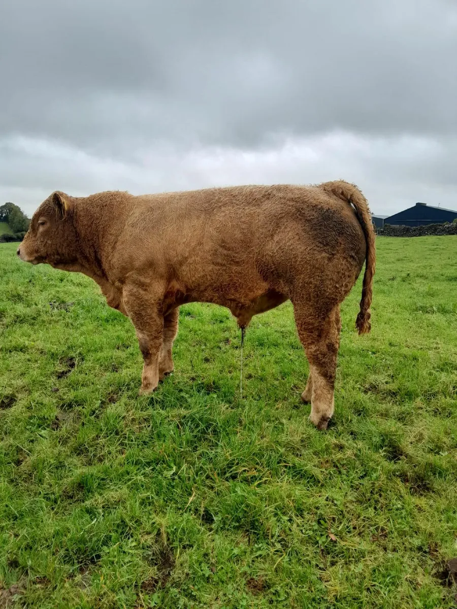 Top Quality Charolais Bull Weanling For Sale - Image 1
