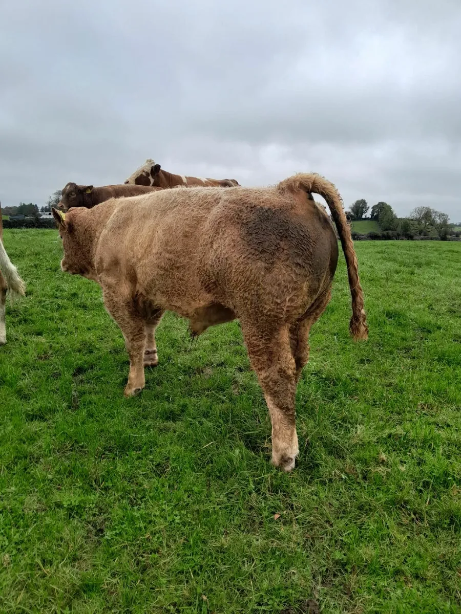 Top Quality Charolais Bull Weanling For Sale - Image 4