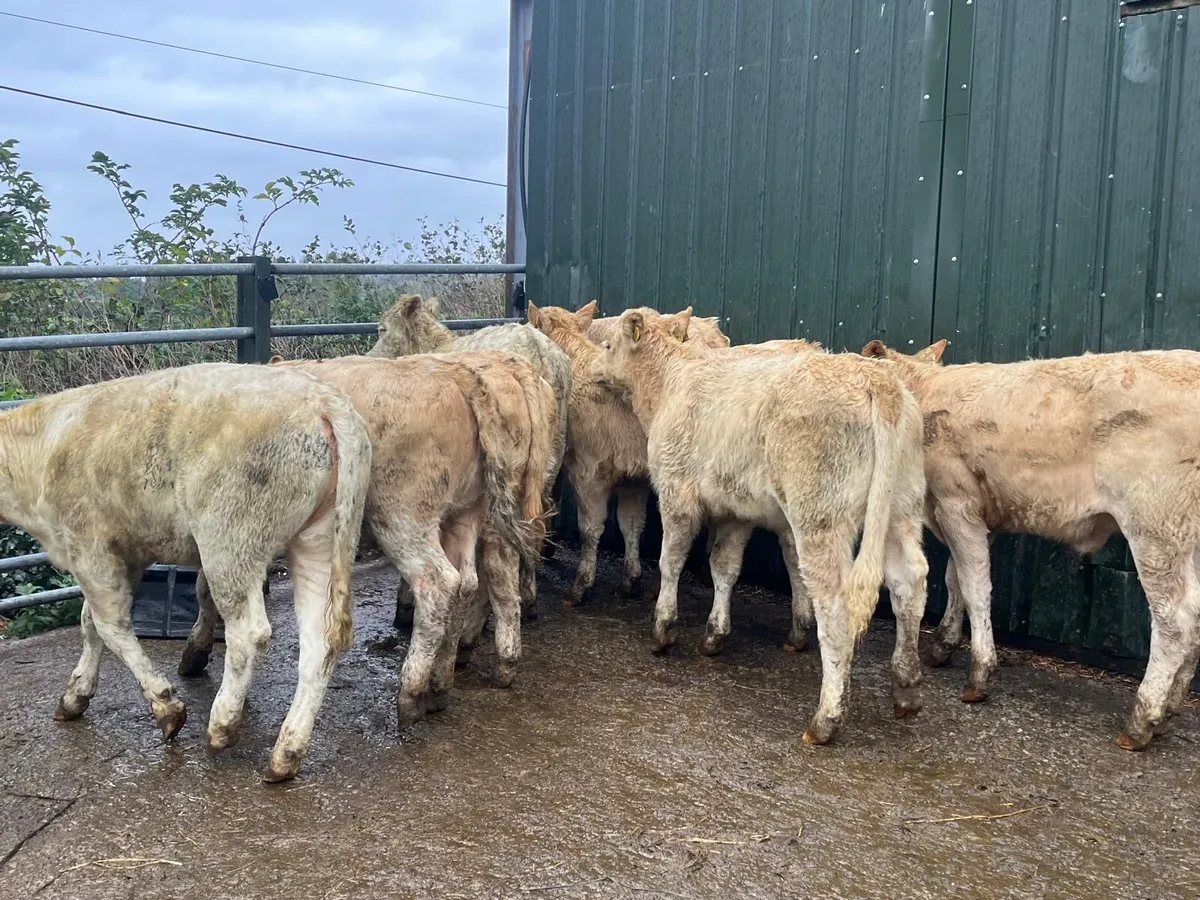 12 super  orange charlaois heifer weanlings - Image 1
