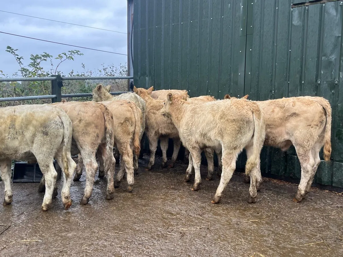 12 super  orange charlaois heifer weanlings - Image 2