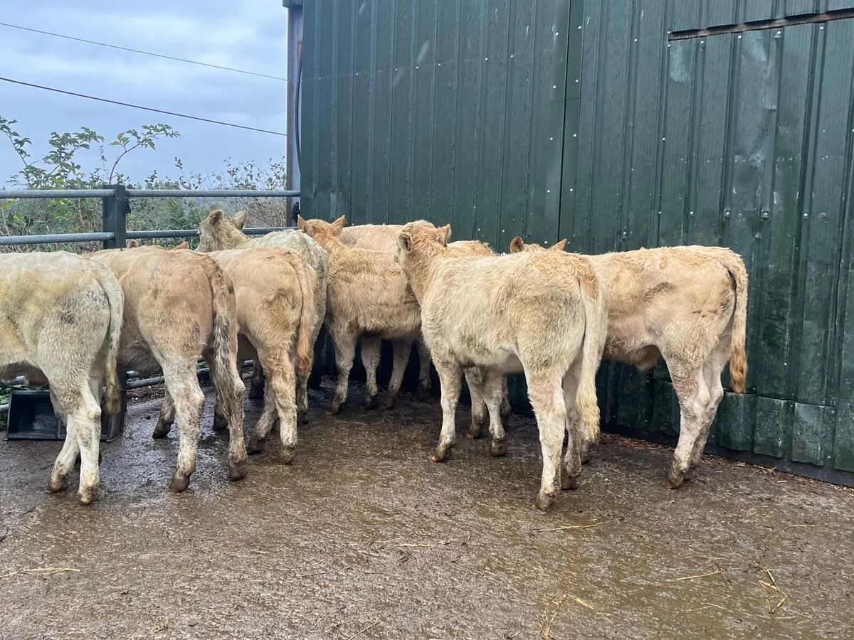 12 super  orange charlaois heifer weanlings - Image 3