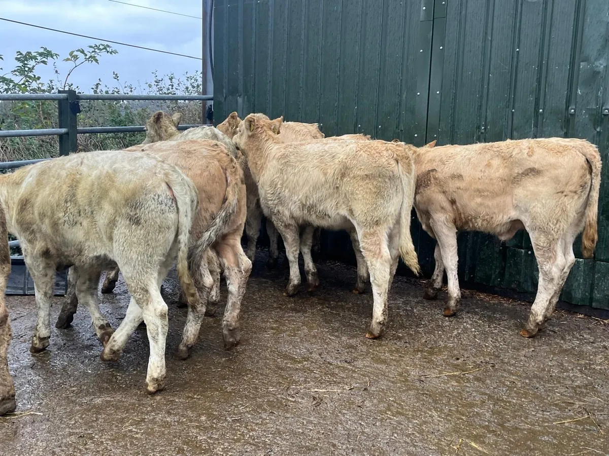 12 super  orange charlaois heifer weanlings - Image 4