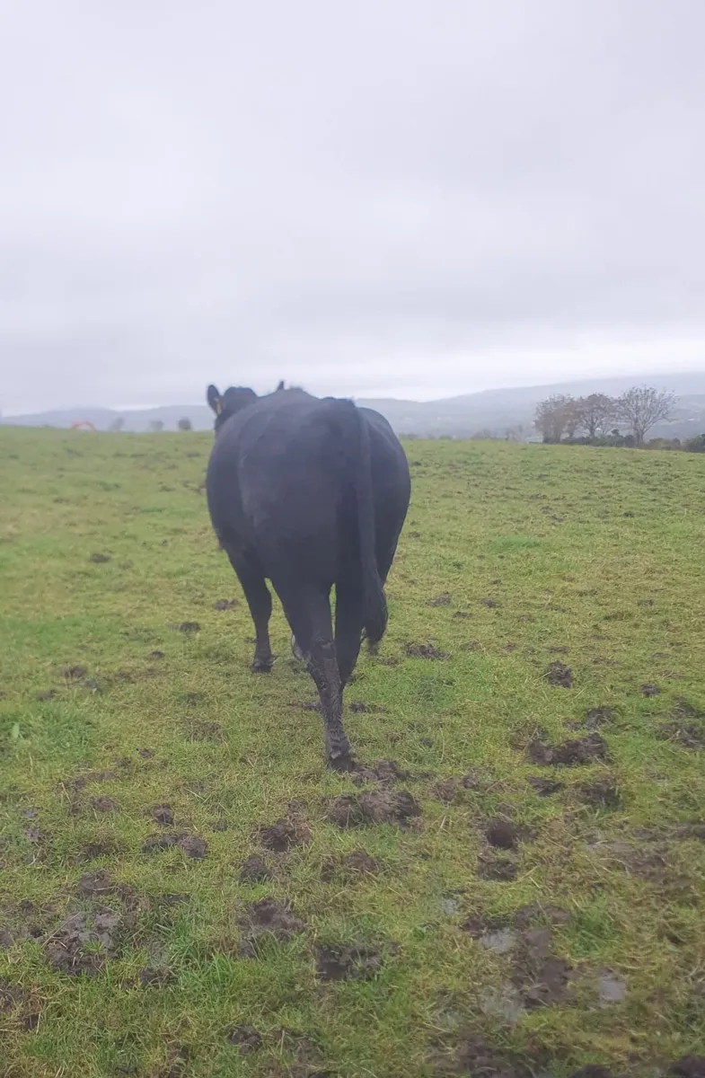 Livestock - Image 2