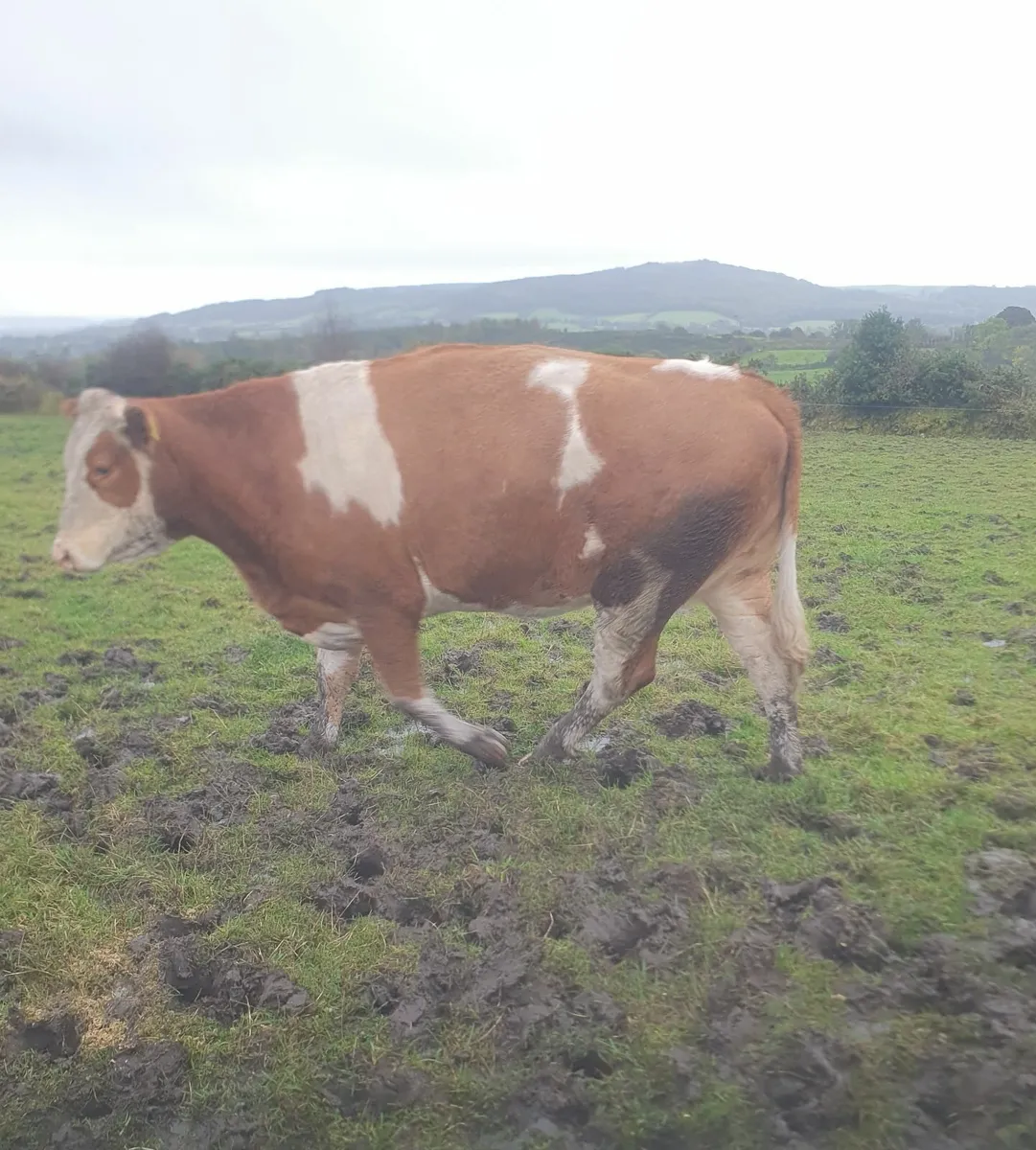 Livestock - Image 3