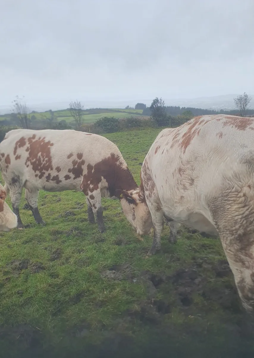 Livestock - Image 1