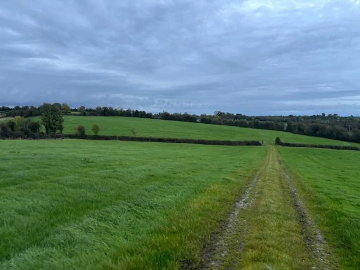 Grazing for sheep - Image 2