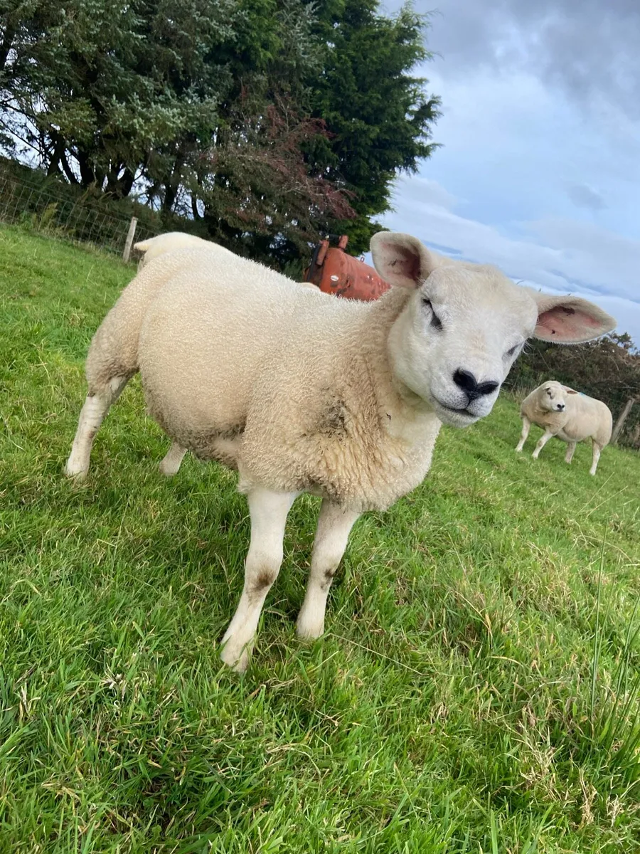 PBR texel ram - Image 2