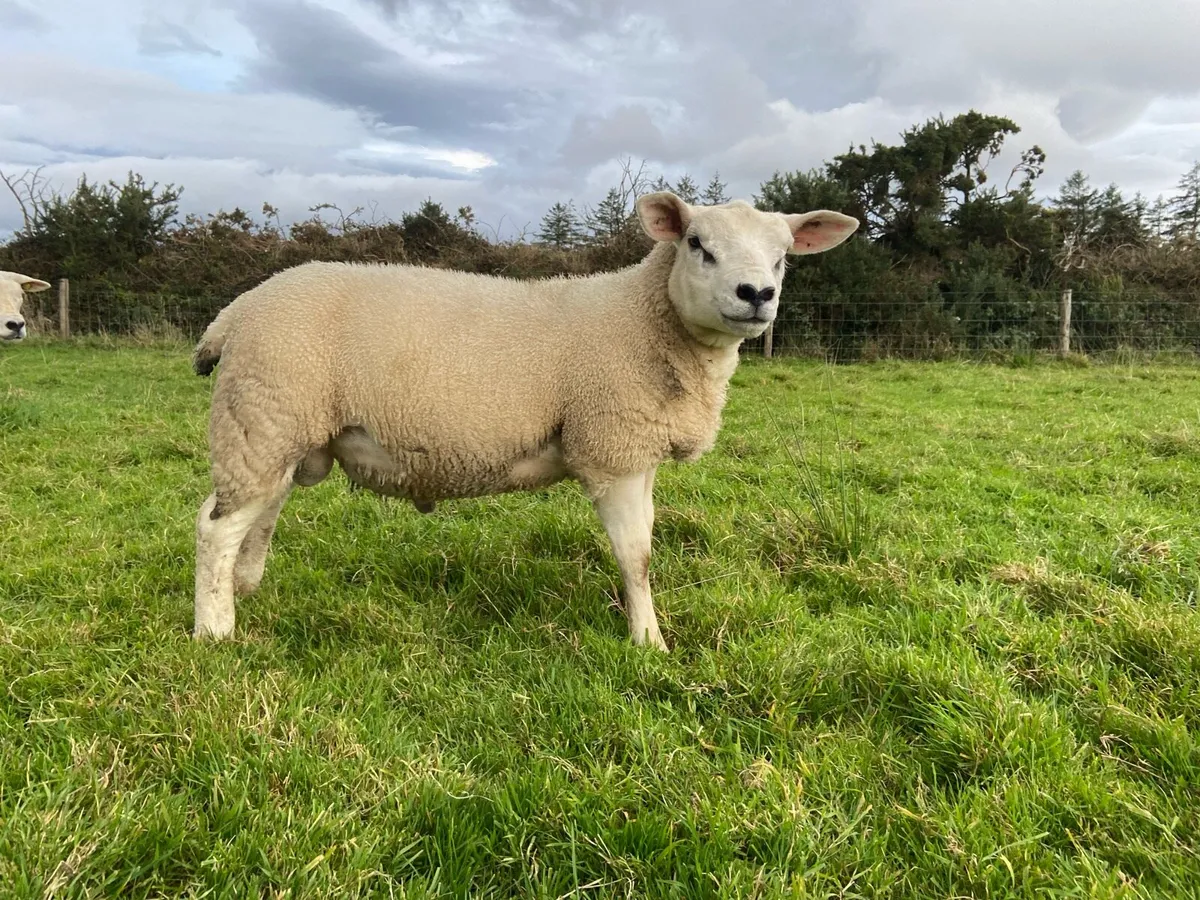 PBR texel ram - Image 3