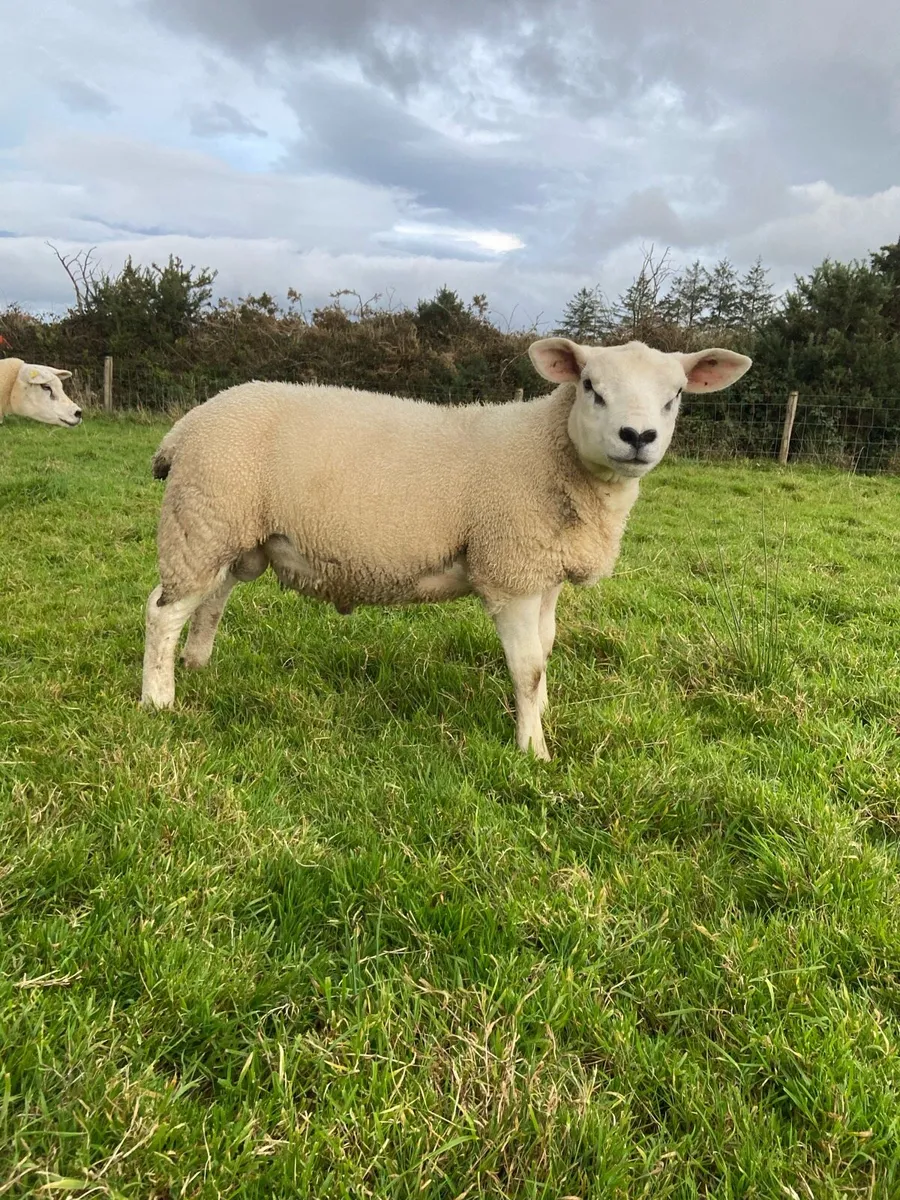 PBR texel ram - Image 4