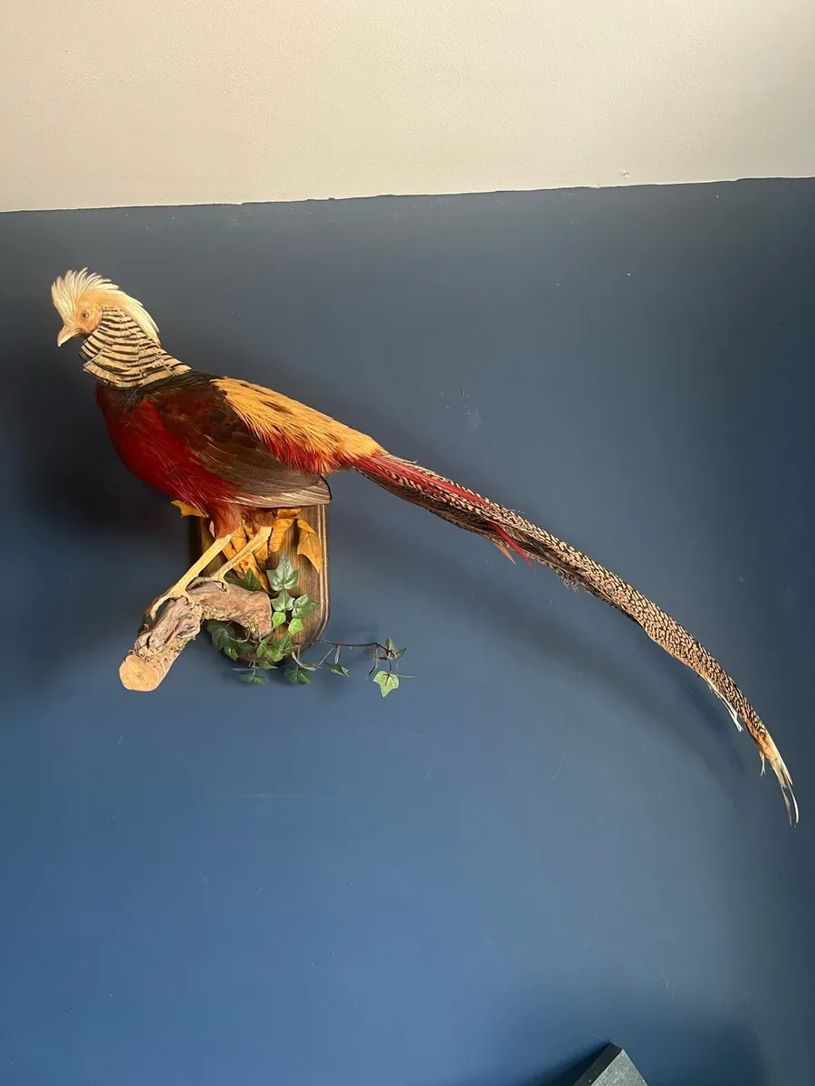 Taxidermy - Image 1