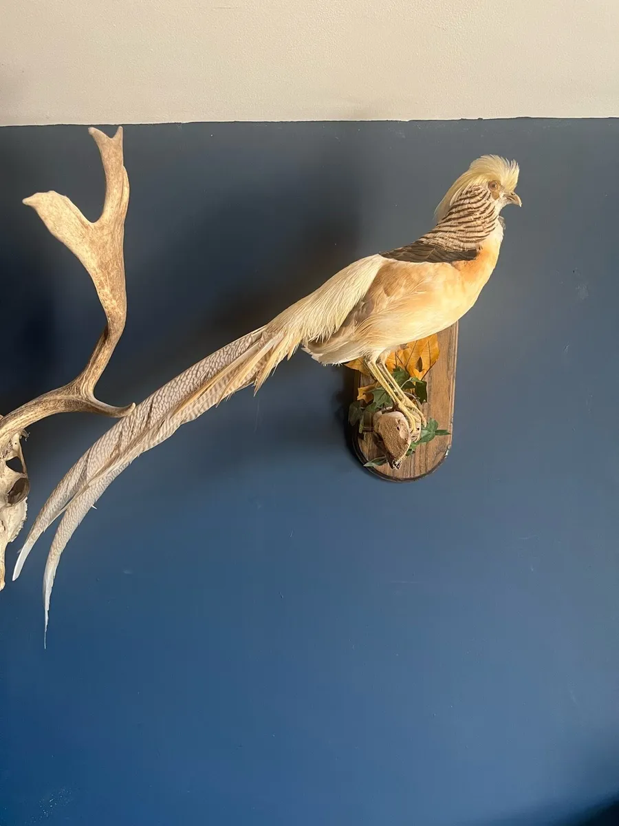 Taxidermy - Image 2