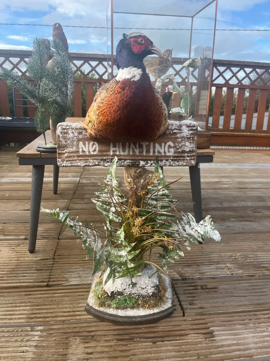 Taxidermy - Image 3