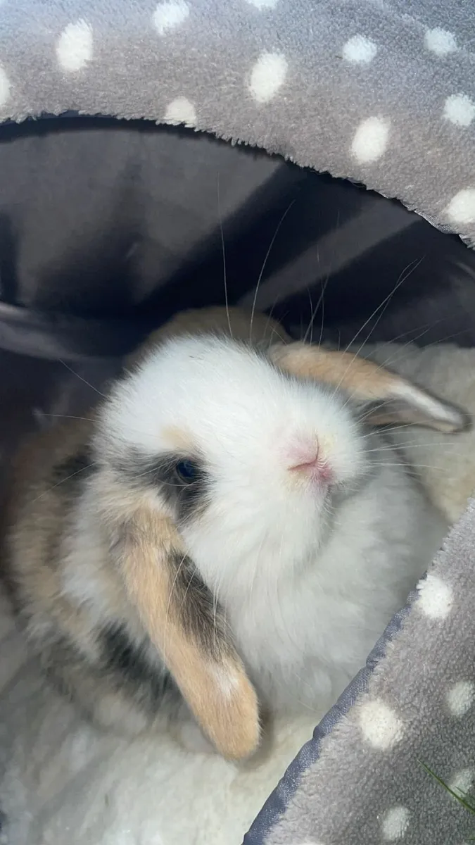Rabbit - Image 1