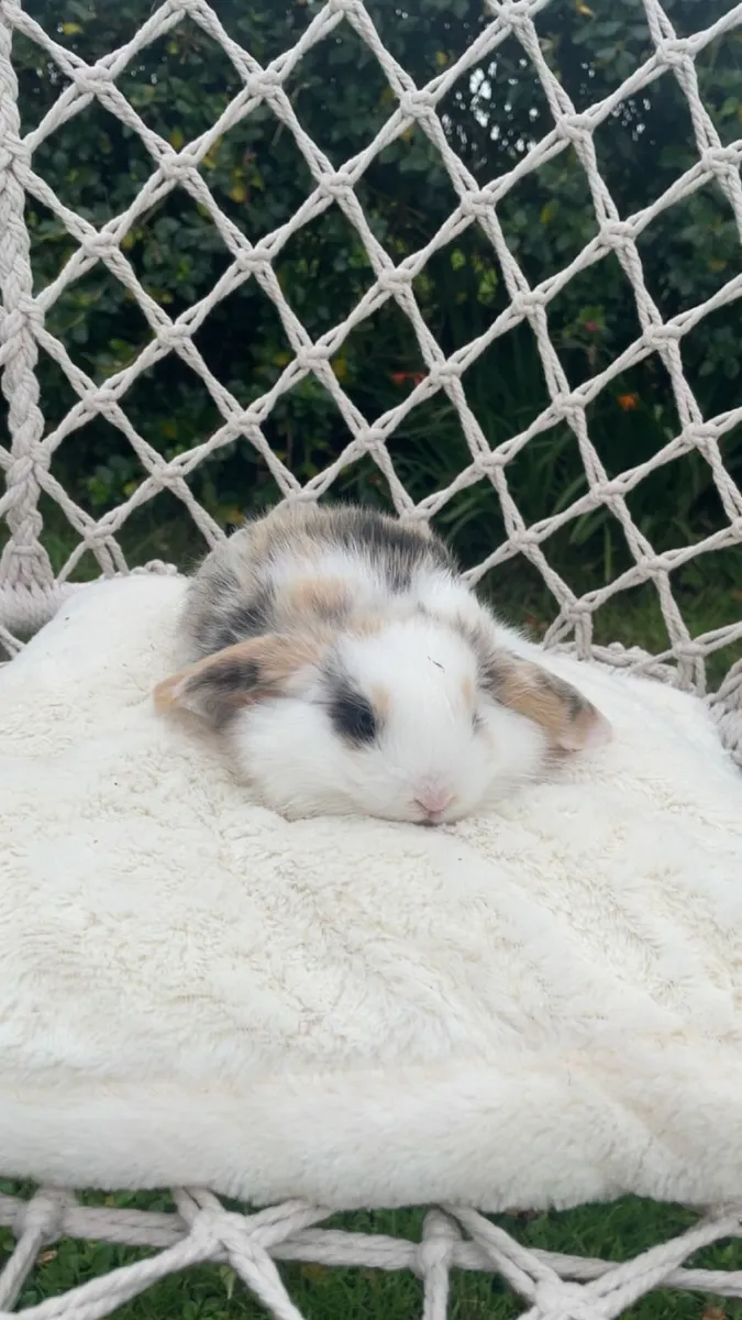 Rabbit - Image 2